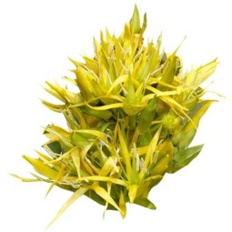 Eaux-de-Vie Rare Gentiane 35 cl